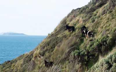 View of dogs on beach against sky