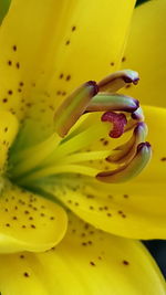 Close-up of yellow flower