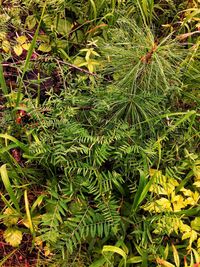 Full frame shot of plants growing on land