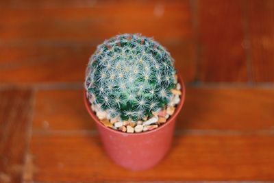 High angle view of potted cactus on table