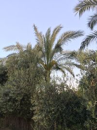 Low angle view of coconut palm trees against sky