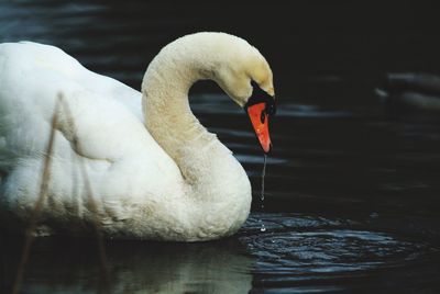 Close-up of swan swimming on lake