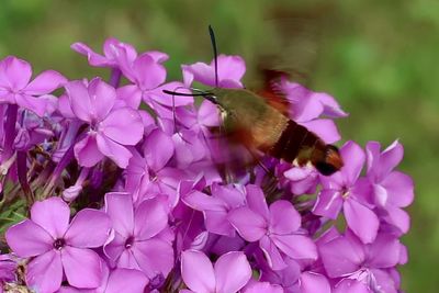 Close-up of butterfly pollinating on pink flower