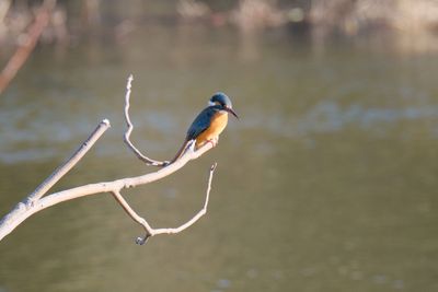Close-up of bird perching on branch