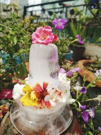 Close-up of pink flower pot