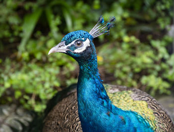 Close-up of a peacock