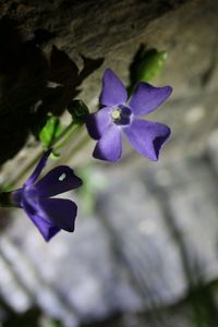 Close-up of purple flowering plant