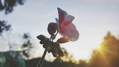 Close-up of pink flowering plant against sky