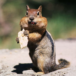Close-up of chipmunk holding food on field
