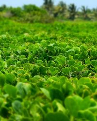 Close-up of fresh green field