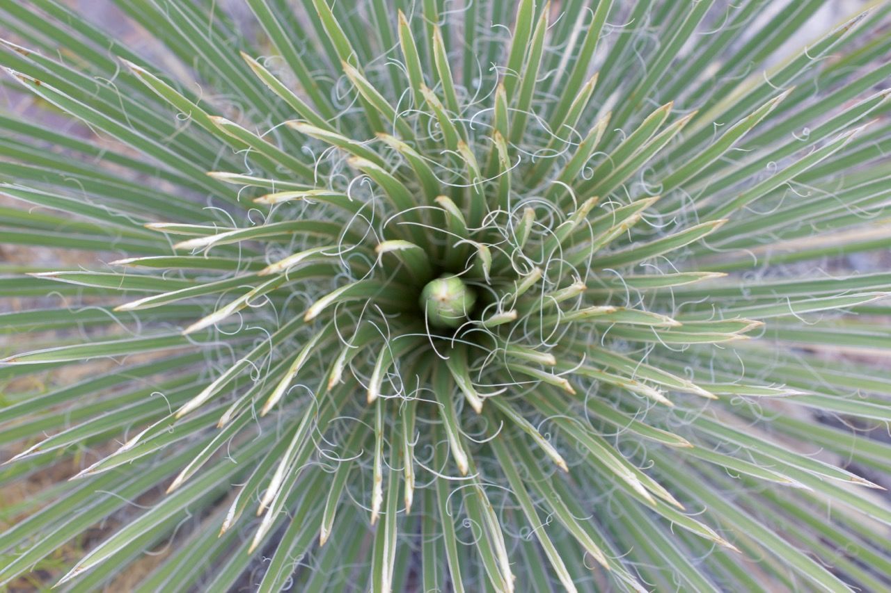 full frame, growth, green color, plant, nature, close-up, no people, backgrounds, beauty in nature, fragility, cactus, day, outdoors, needle, freshness