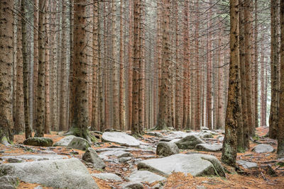 Trees in forest