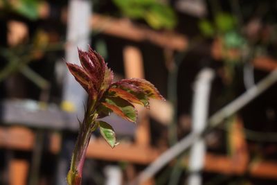 Close-up of plant during autumn