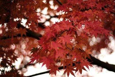 Close-up of leaves on tree