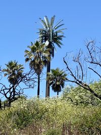 Palm trees on field against clear blue sky