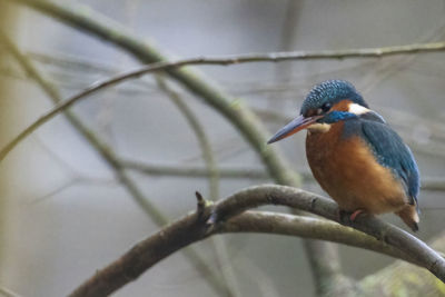 Close-up of bird perching on branch