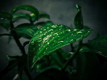 Close-up of raindrops on leaf