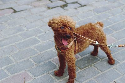 High angle view of dog standing on sidewalk