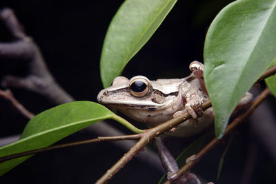 Close-up of frog on leaves