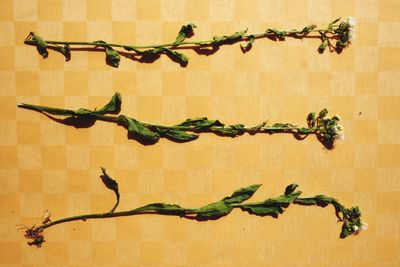 Close-up of ivy on branch