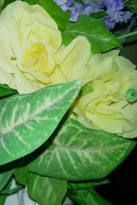 Close-up of white rose