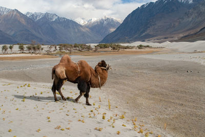 Bactrian camel in nubra valley