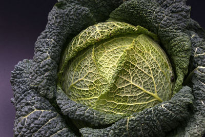 Close-up of fresh cabbage