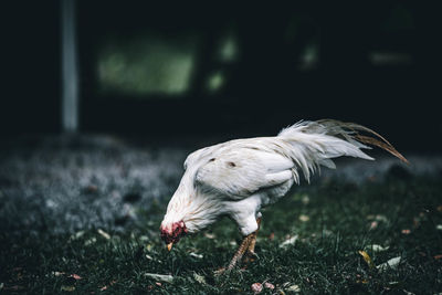 Close-up of a bird flying