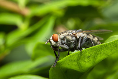 Close-up of insect on leaf