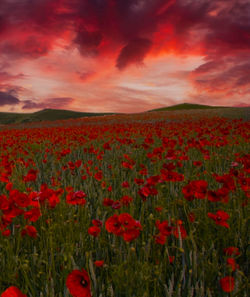 Scenic view of poppy field against cloudy sky during sunset