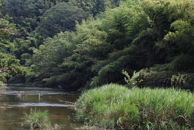 Scenic view of river amidst trees in forest