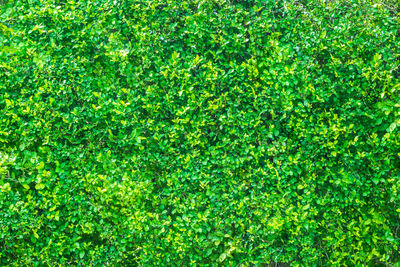 Full frame shot of plants