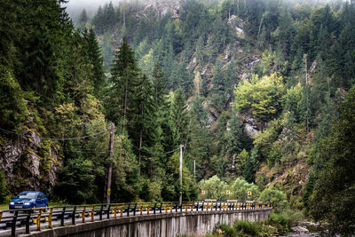 Panoramic view of river amidst trees in forest