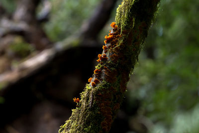 Close-up of tree branch