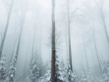 Bare trees on snow covered landscape