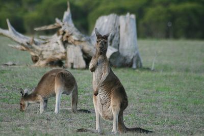 Kangaroos on field