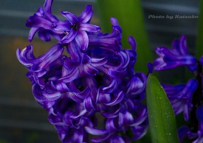 Close-up of purple flowers blooming