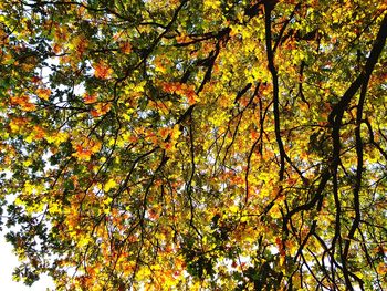 Low angle view of autumnal trees