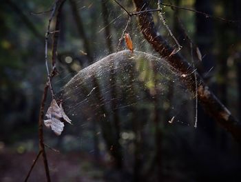 Close-up of spider on web during autumn