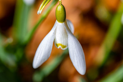 Close-up of white flowering plant