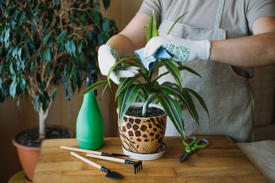 Spring houseplant care, waking up indoor plants for spring. female hands spray and washes the leaves 