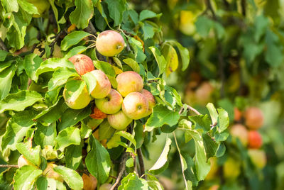 Close-up of apples growing on tree