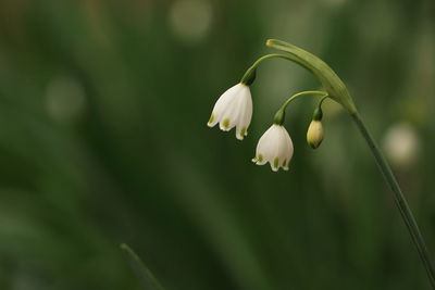 Close-up of fresh green plant