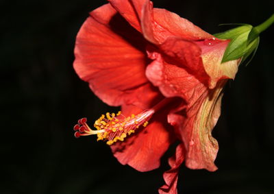 Close-up of red hibiscus blooming against black background