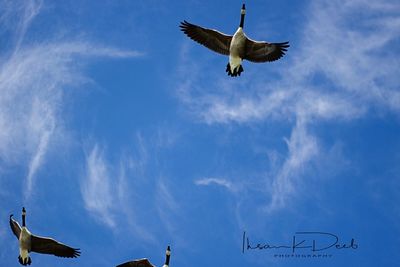 Low angle view of seagulls flying against sky