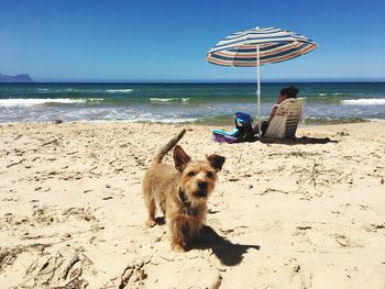 Portrait of dog standing on sand while mid adult woman relaxing in background at beach during sunny day