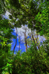 Low angle view of trees in forest