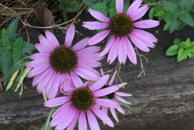 High angle view of pink flower