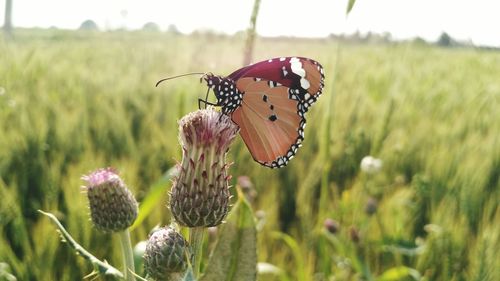 Close-up of butterfly pollinating on flower