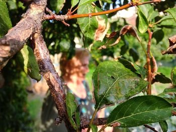 Close-up of leaves on branch